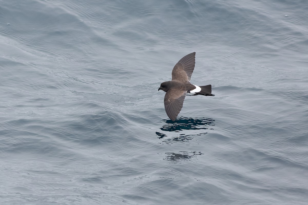 Black-bellied Storm-Petrel - ML638962032