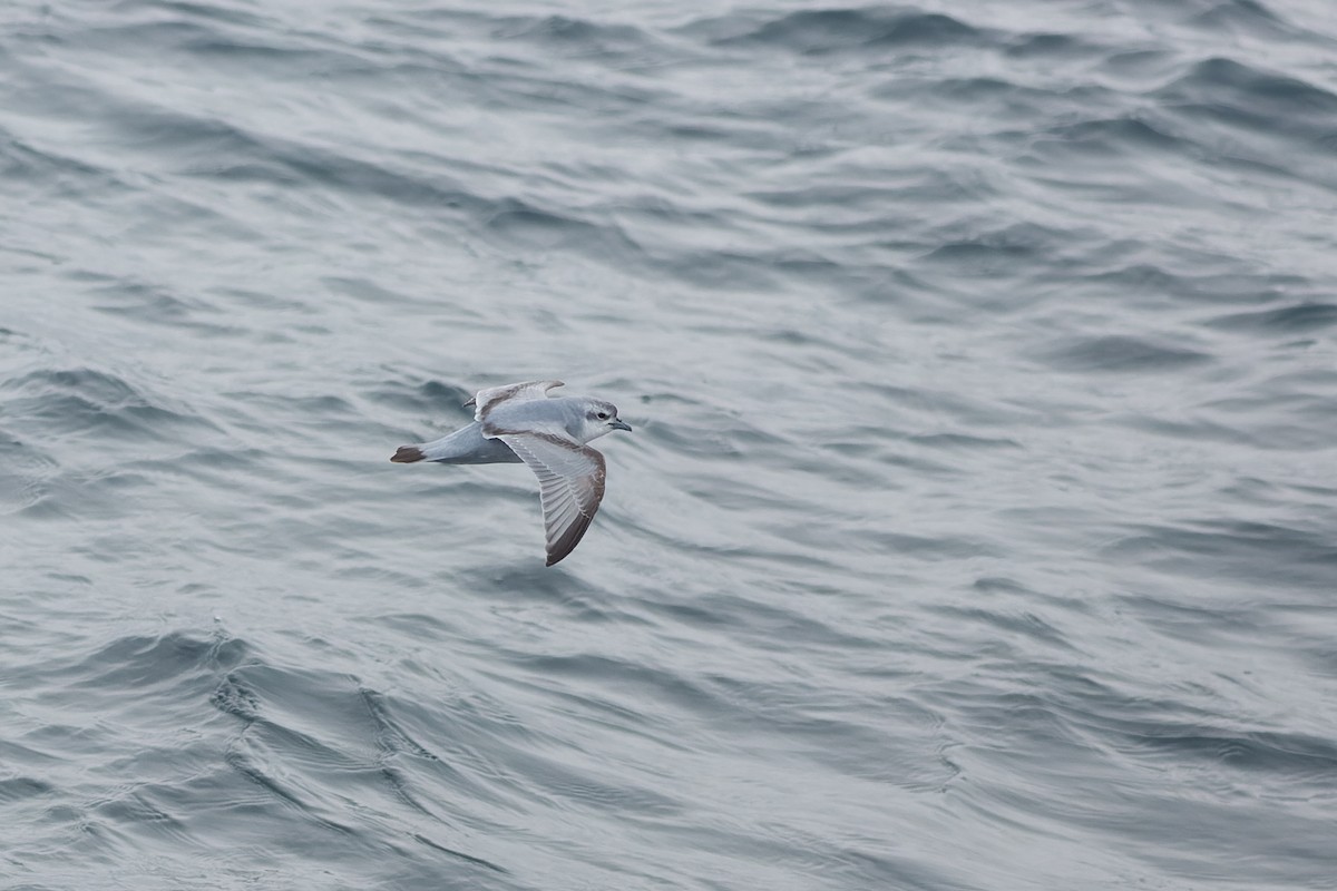 Fulmar Prion - ML638962033