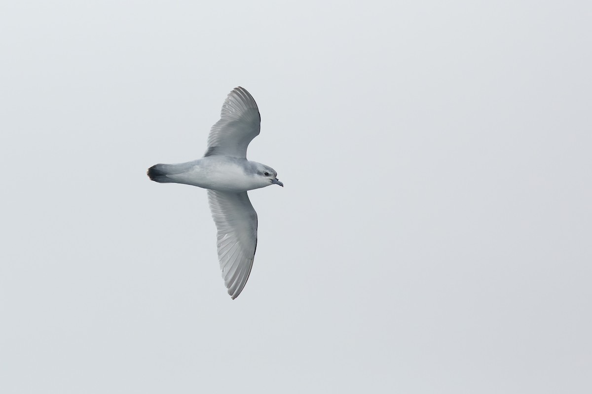 Fulmar Prion - ML638962038