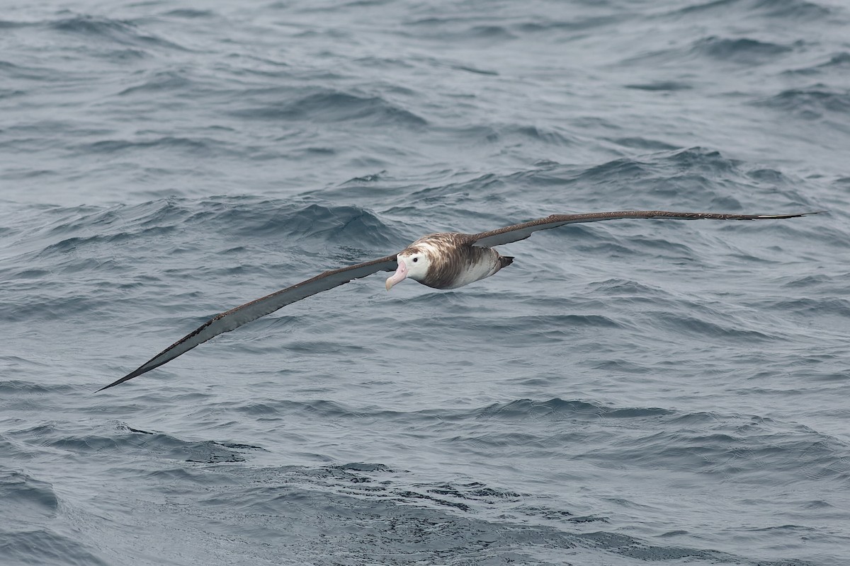 Antipodean Albatross (New Zealand) - ML638962042