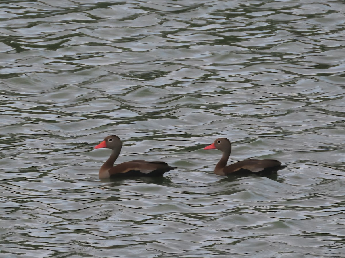 Black-bellied Whistling-Duck - ML638962053