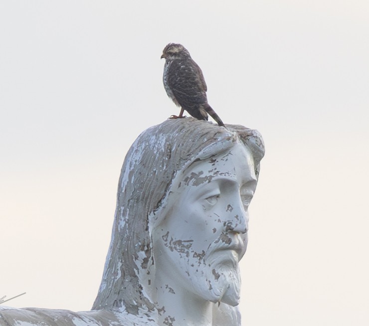 Roadside Hawk - ML638962099