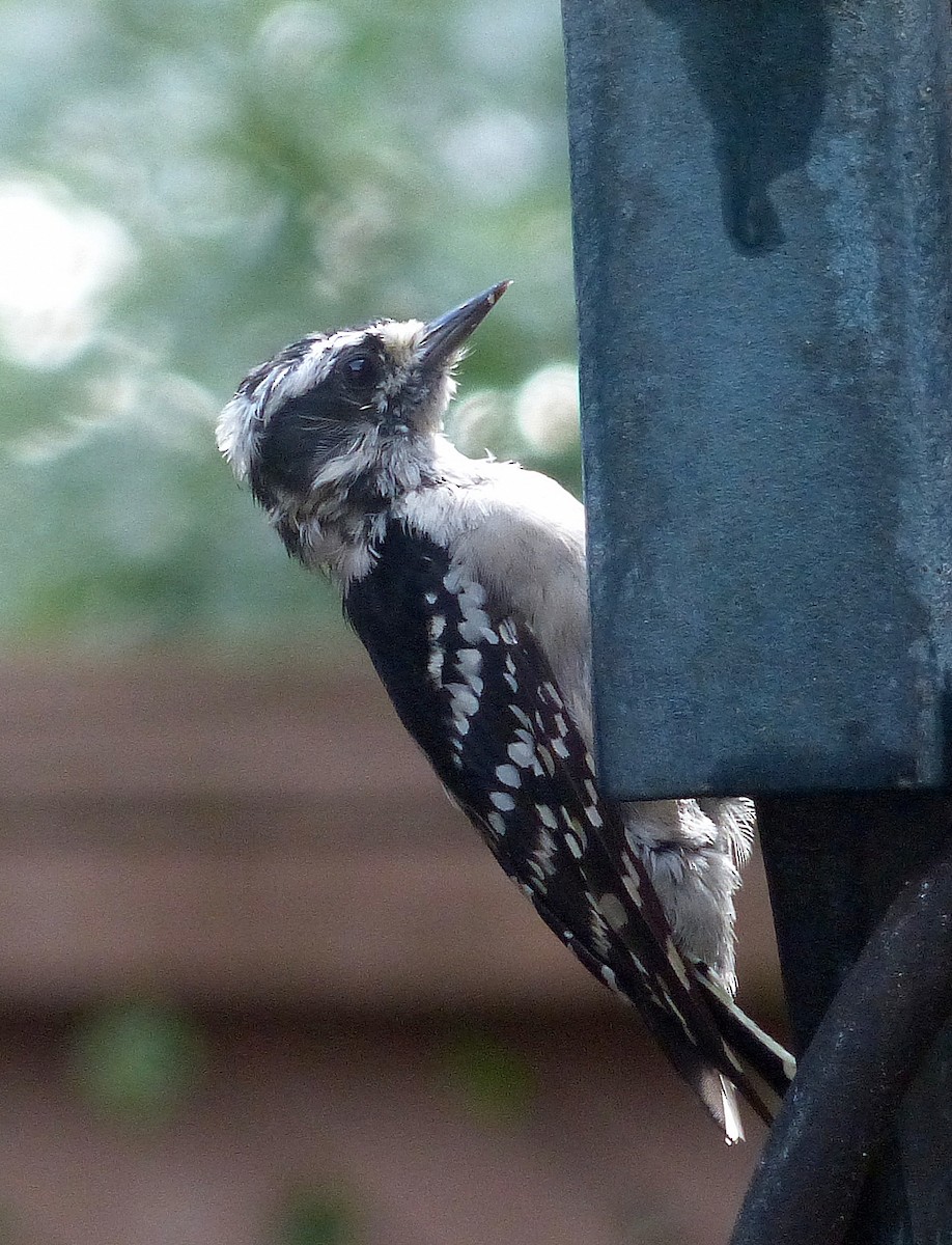 Downy Woodpecker - ML638962157