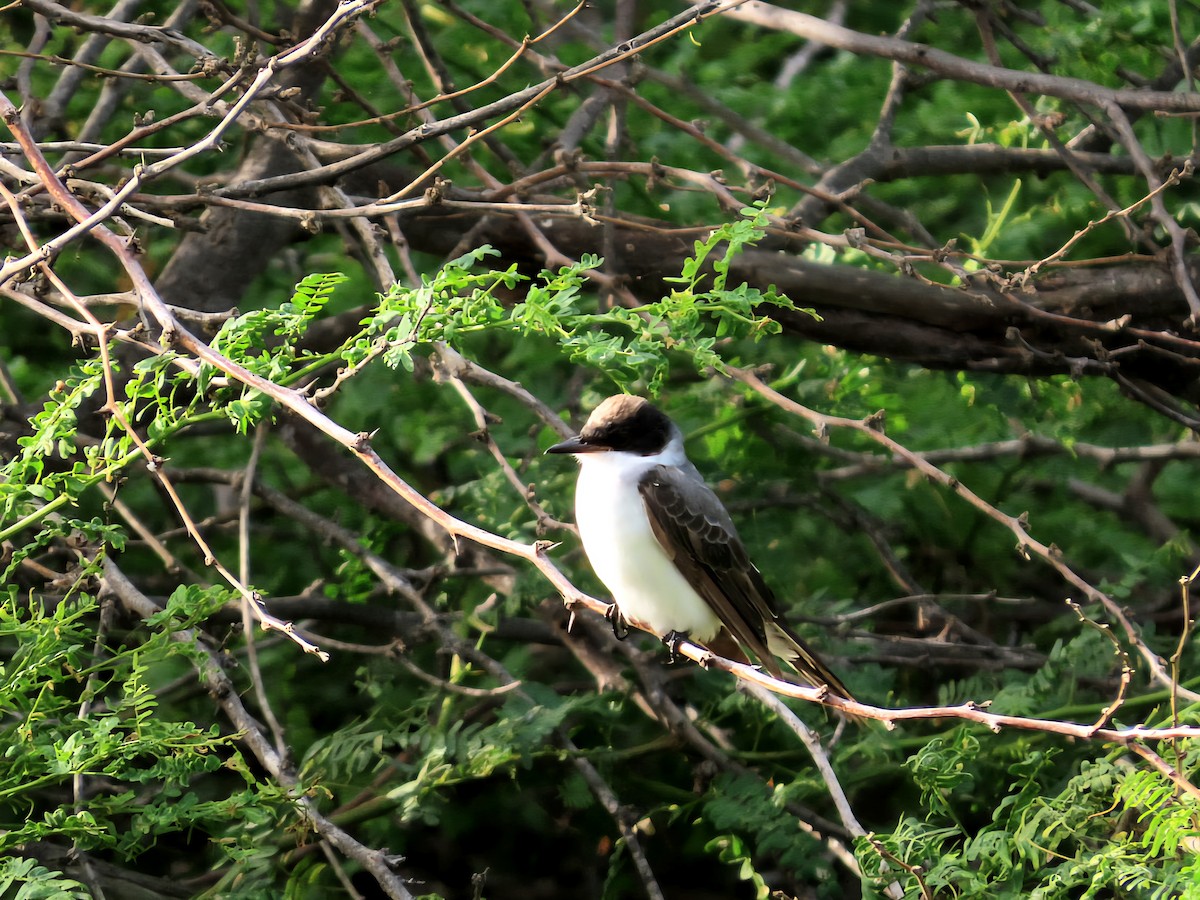 Fork-tailed Flycatcher - ML638962179