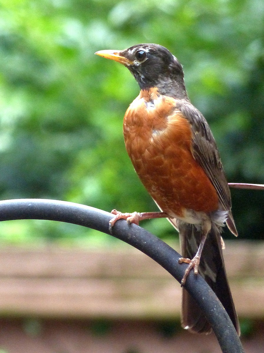 American Robin - ML638962188