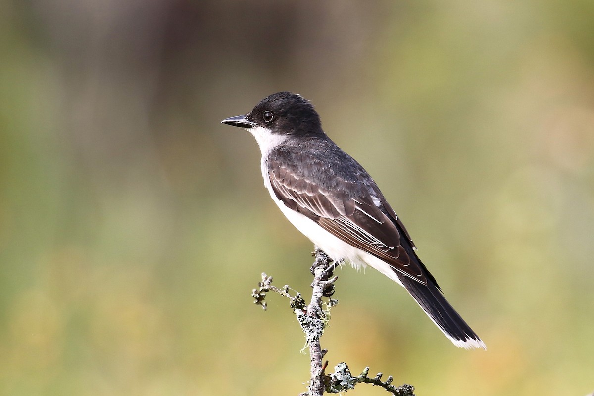 Eastern Kingbird - ML638962189