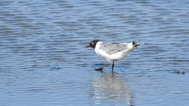 Gaviota Pipizcan - ML638962204