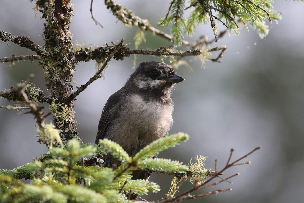 Canada Jay - ML638962207