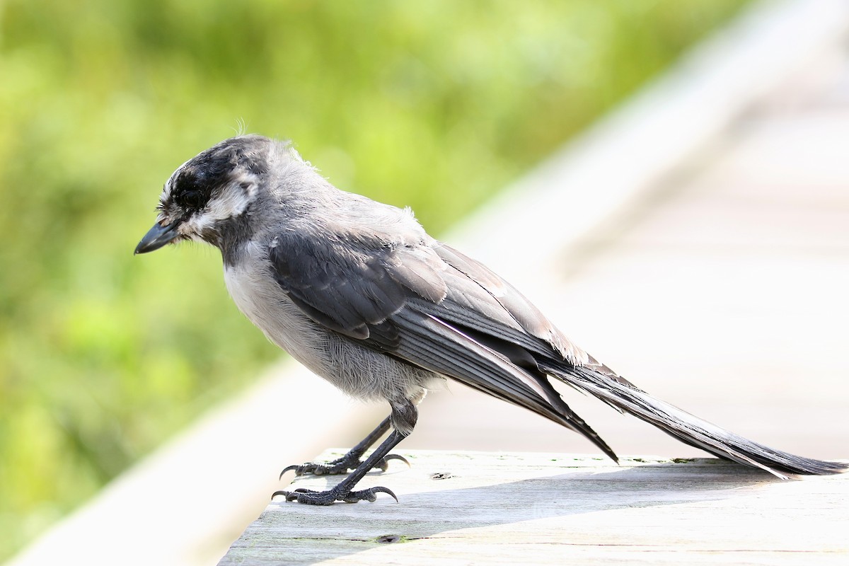 Canada Jay - ML638962208