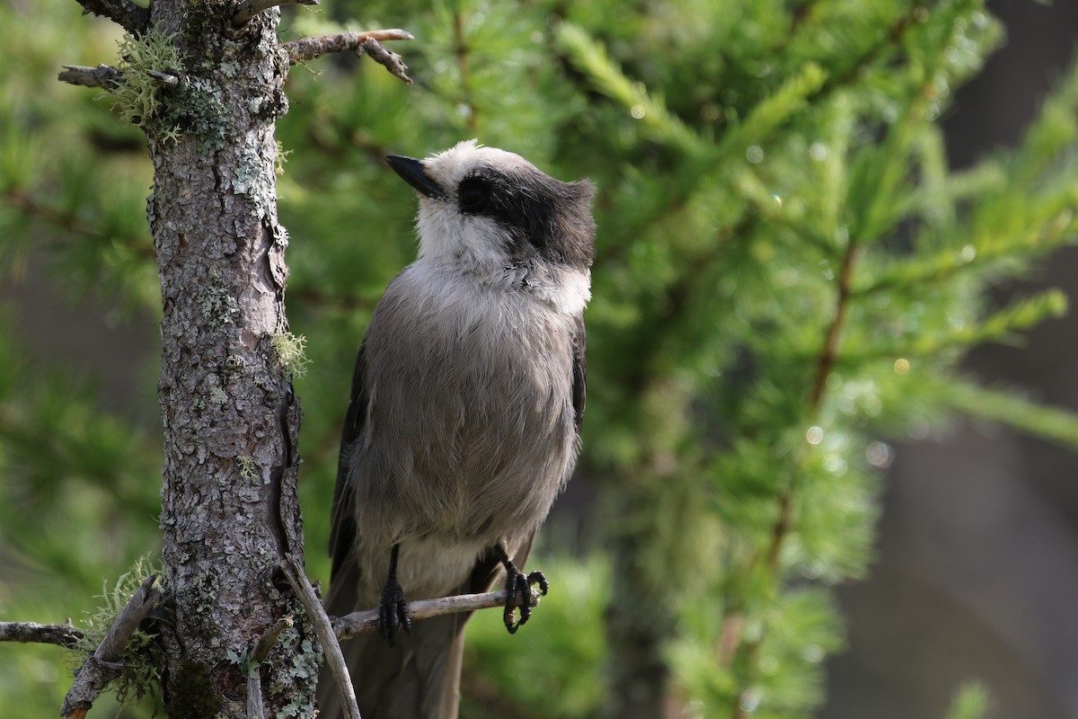 Canada Jay - ML638962209