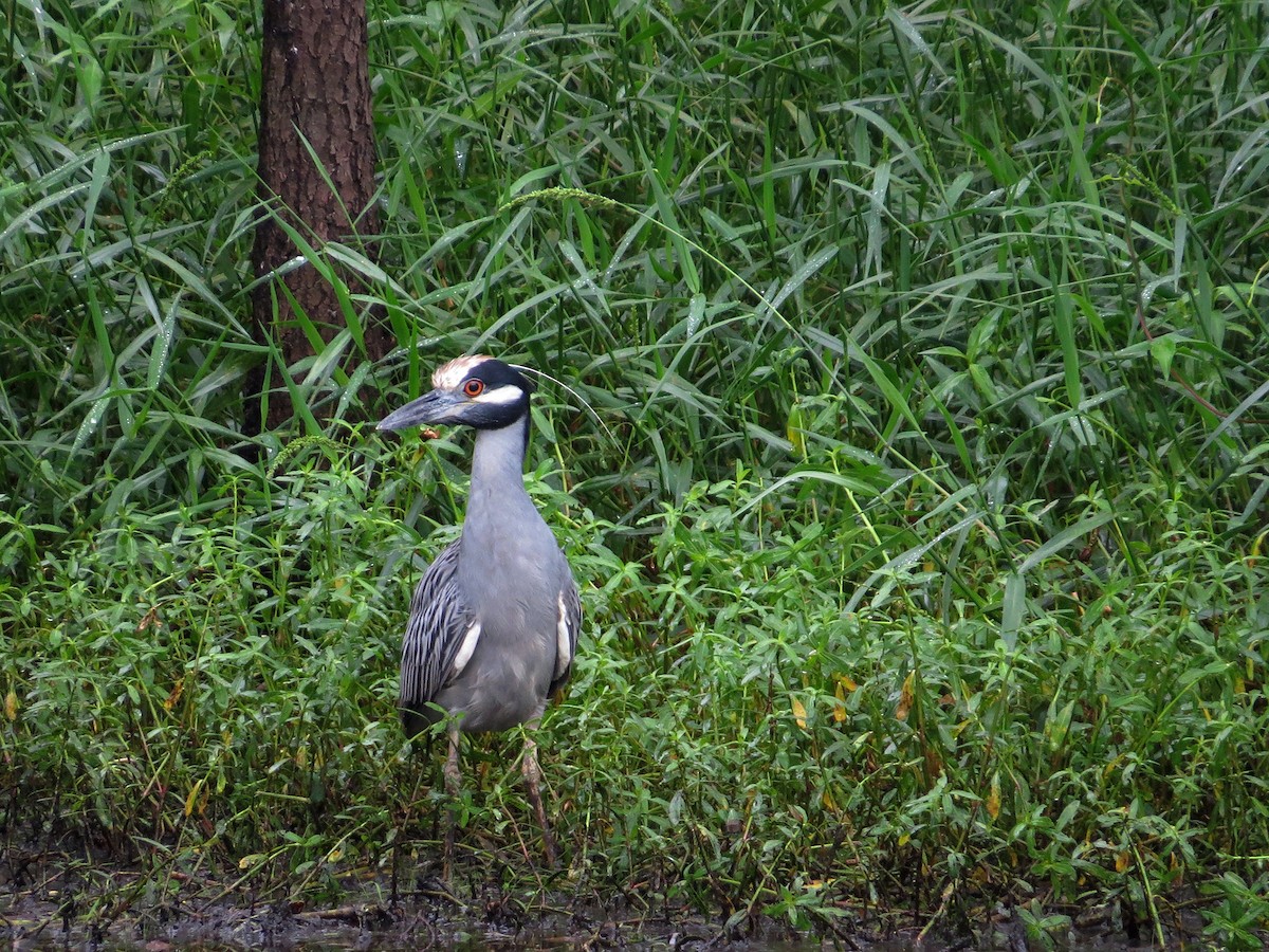 Yellow-crowned Night Heron - Carly Wainwright