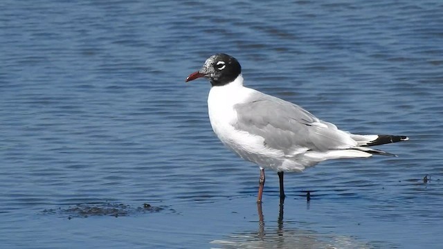 Gaviota Pipizcan - ML638962210