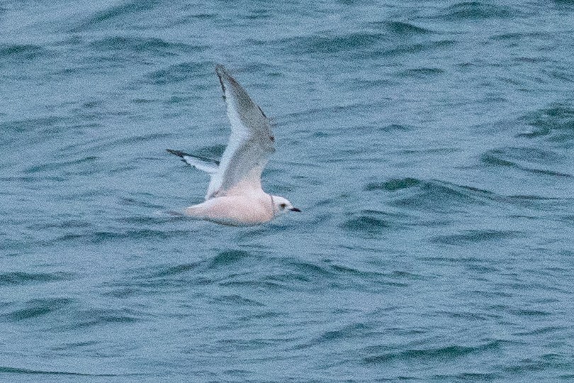 Ross's Gull - ML638962214