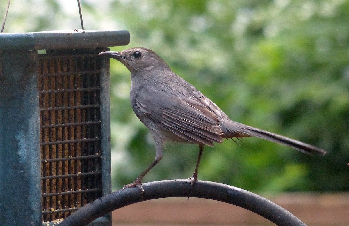 Gray Catbird - ML638962220
