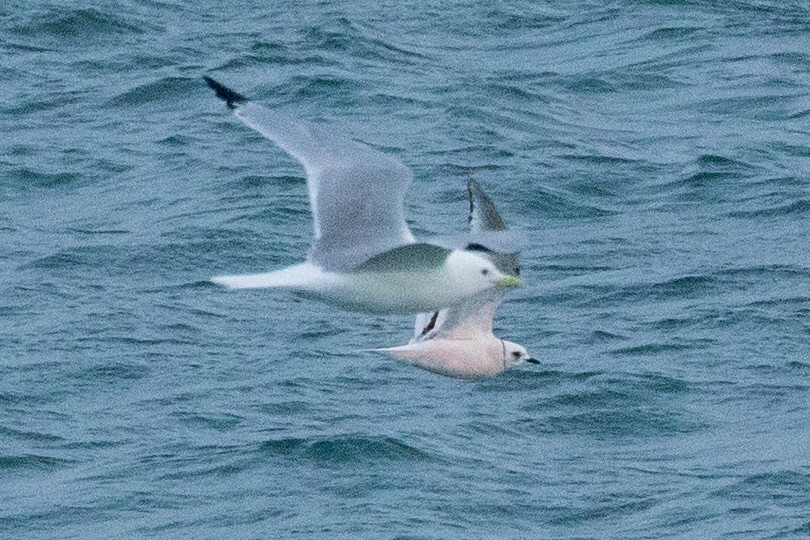 Ross's Gull - ML638962222