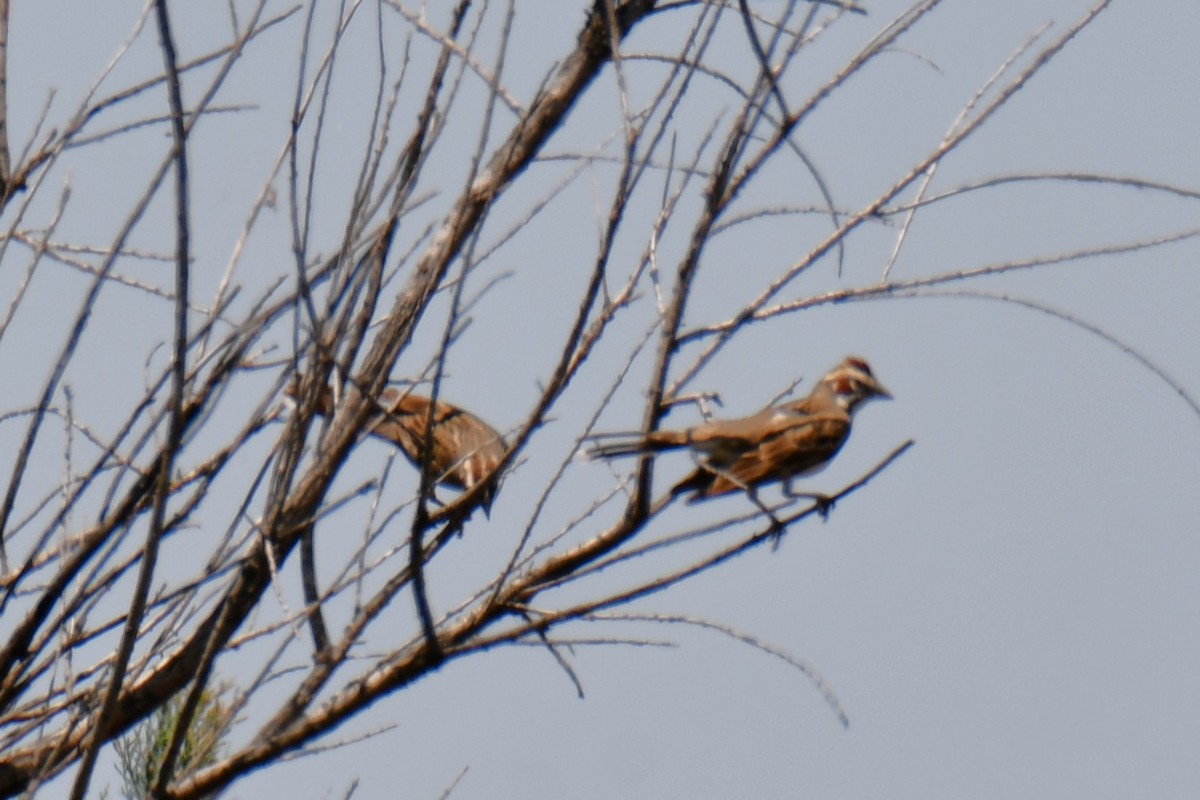 Потюк - ML638962225
