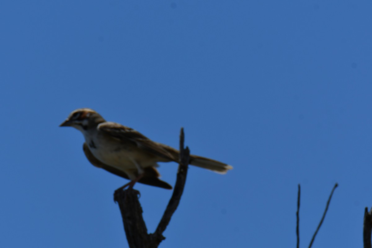 Потюк - ML638962226