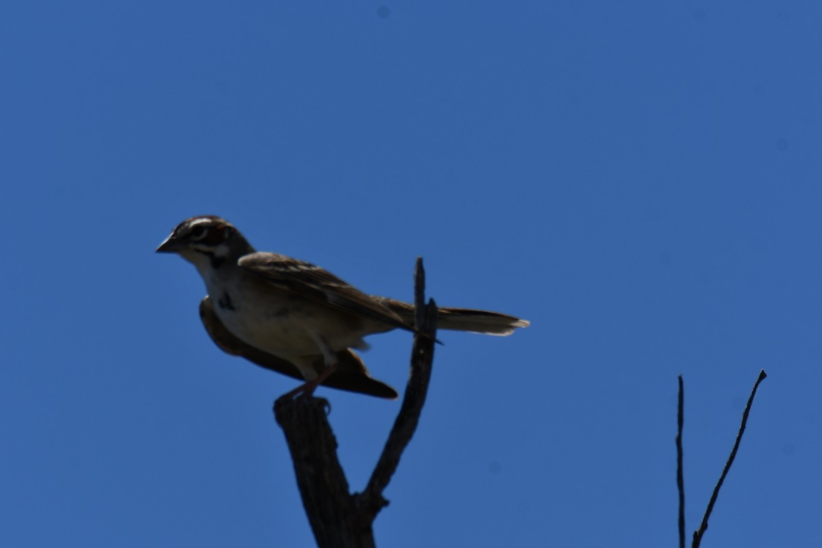 Потюк - ML638962229