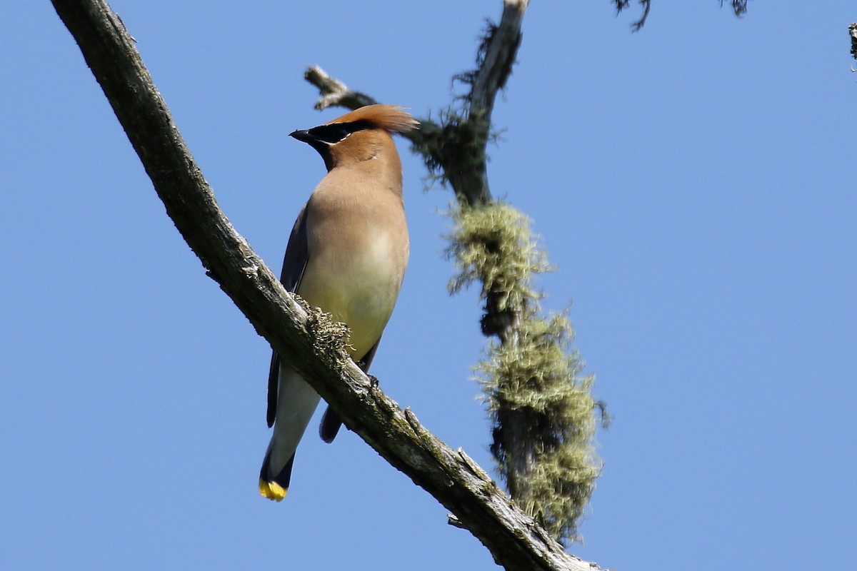 Cedar Waxwing - ML638962236