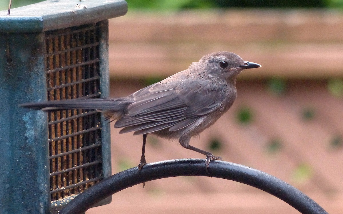 Gray Catbird - ML638962239