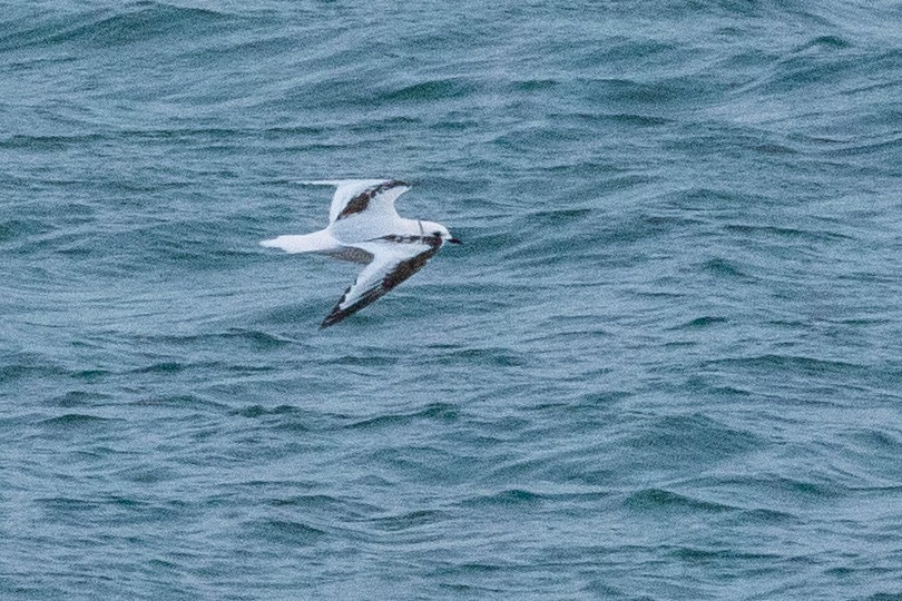 Ross's Gull - ML638962240