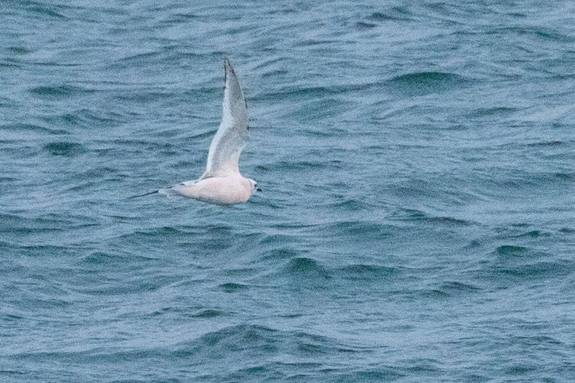 Ross's Gull - ML638962245
