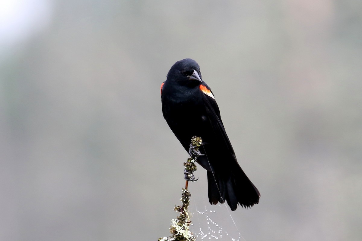 Red-winged Blackbird - ML638962249