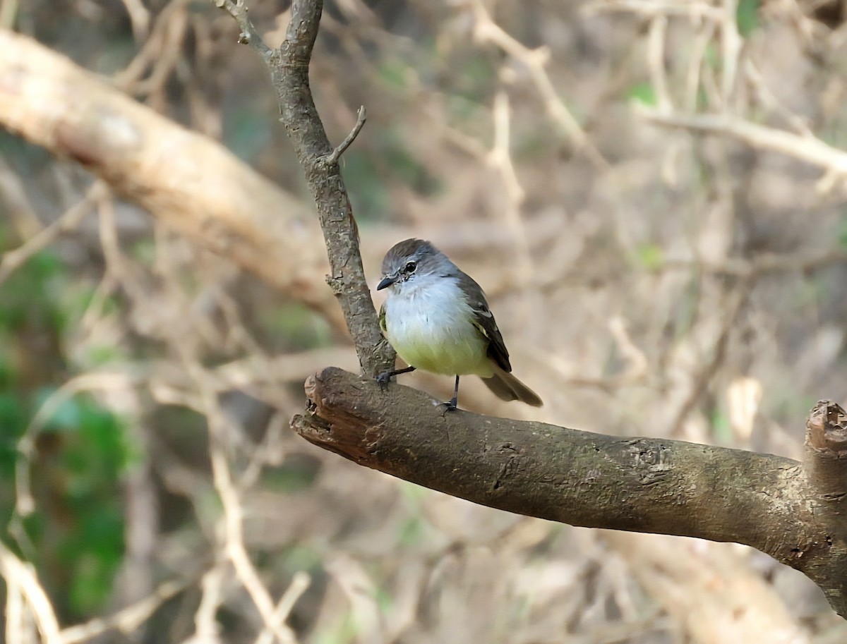 Northern Scrub-Flycatcher - ML638962257