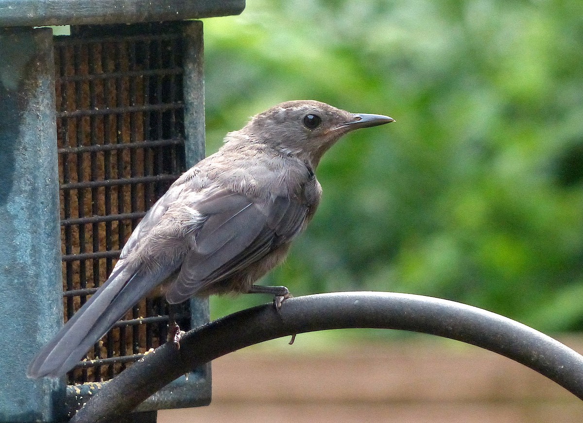Gray Catbird - ML638962283