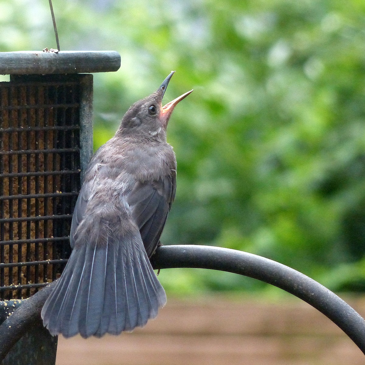 Gray Catbird - ML638962306
