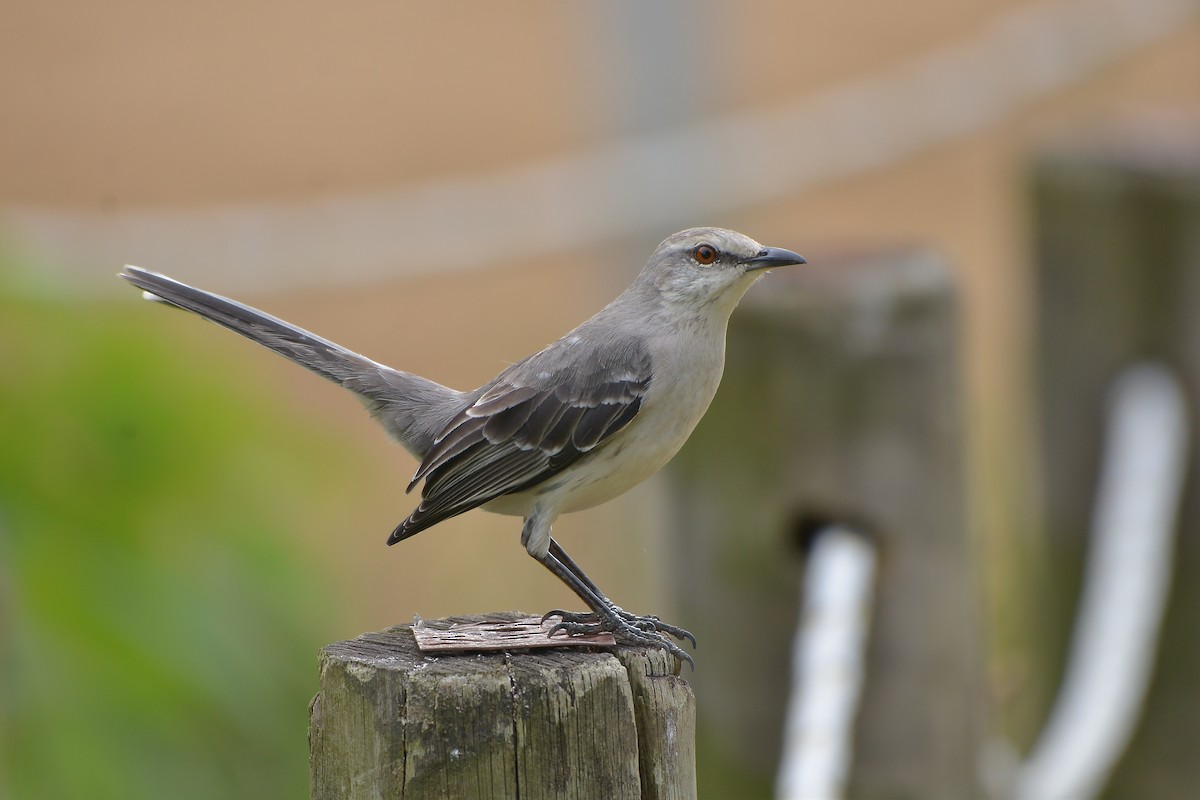 Tropical Mockingbird - ML638962327