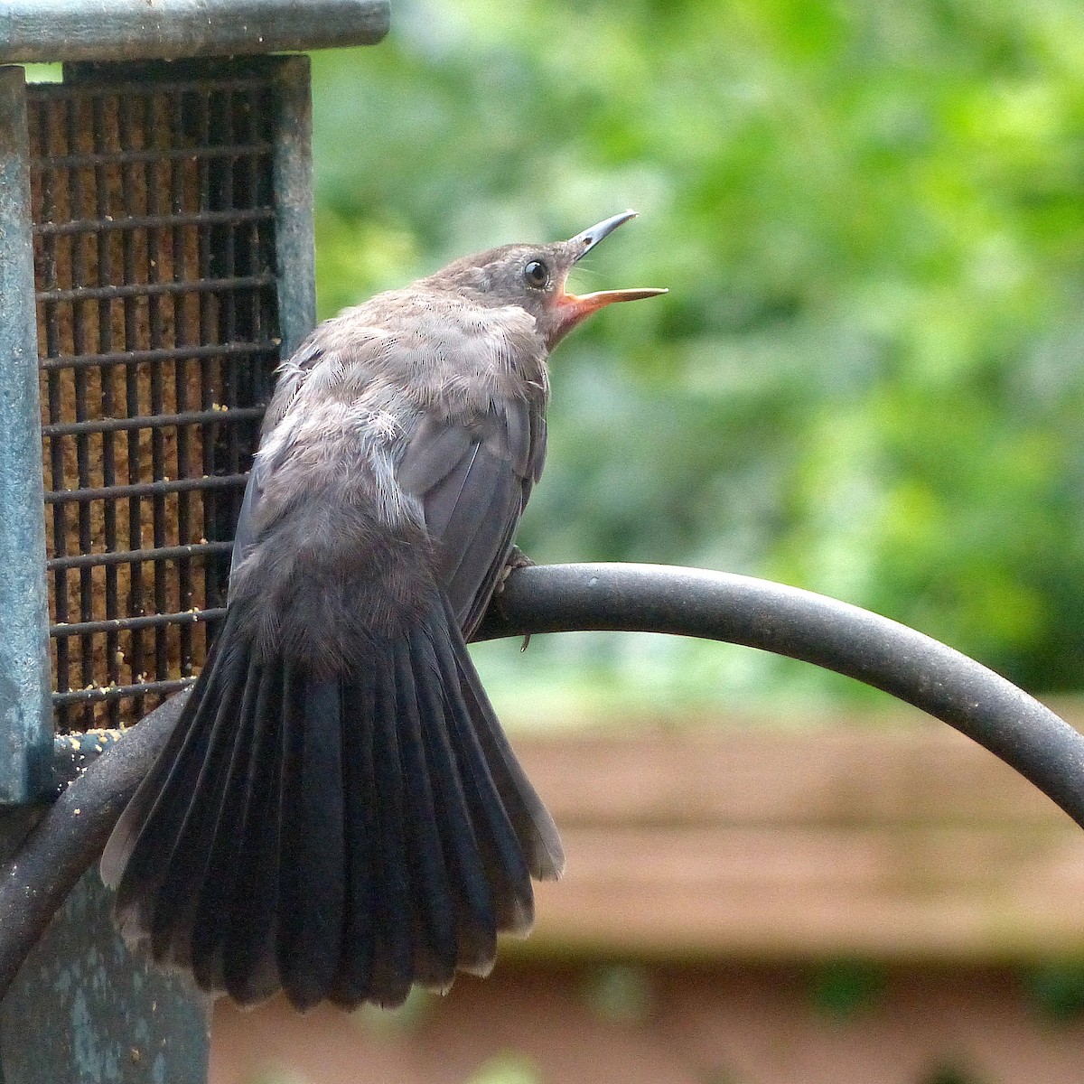 Gray Catbird - ML638962328
