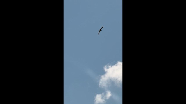 Osprey - ML638962339