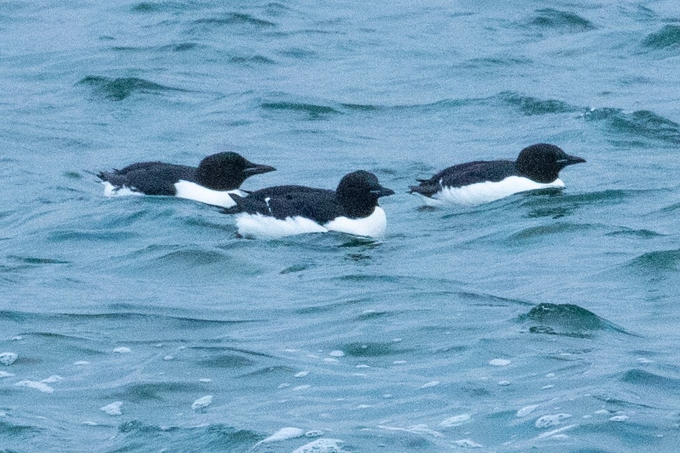 Thick-billed Murre - ML638962397