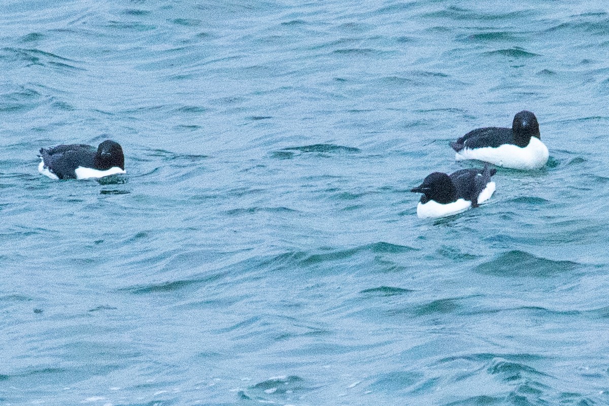 Thick-billed Murre - ML638962402