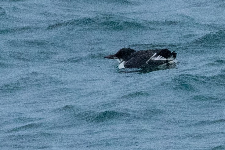 Thick-billed Murre - ML638962414