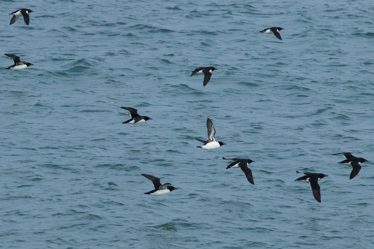 Thick-billed Murre - ML638962415