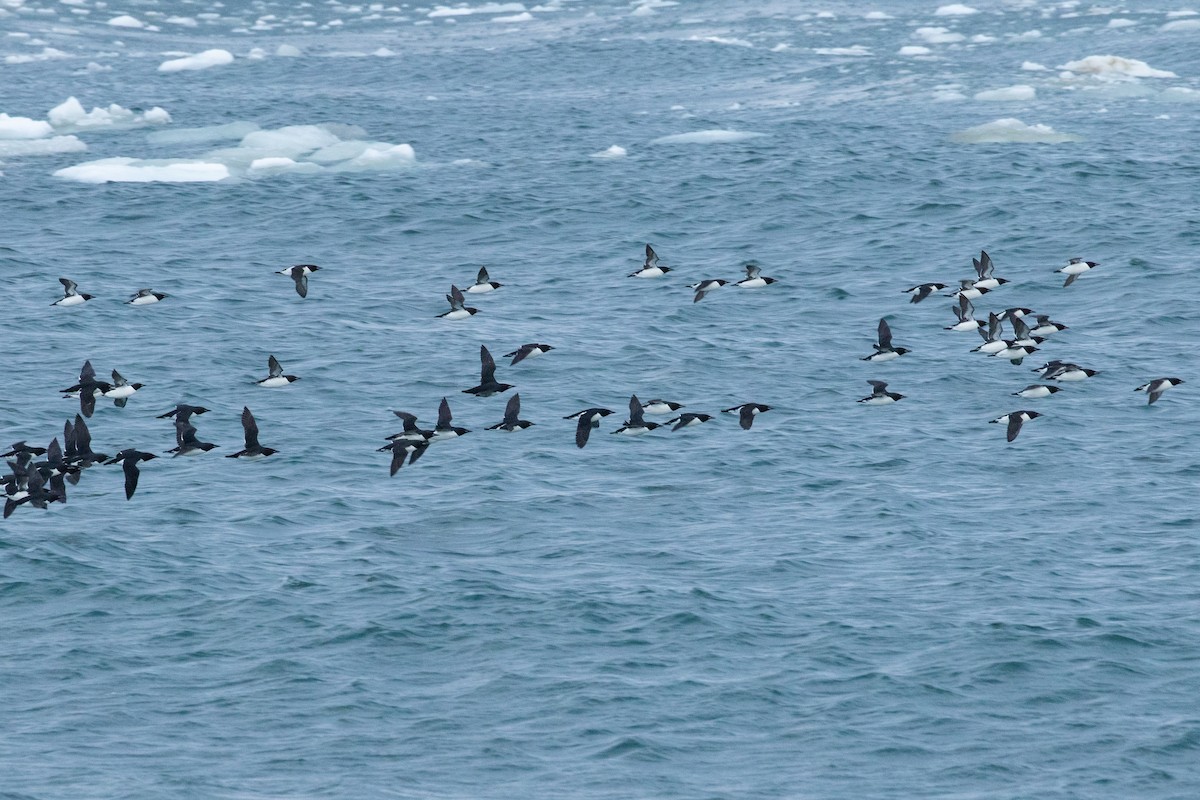 Thick-billed Murre - ML638962419