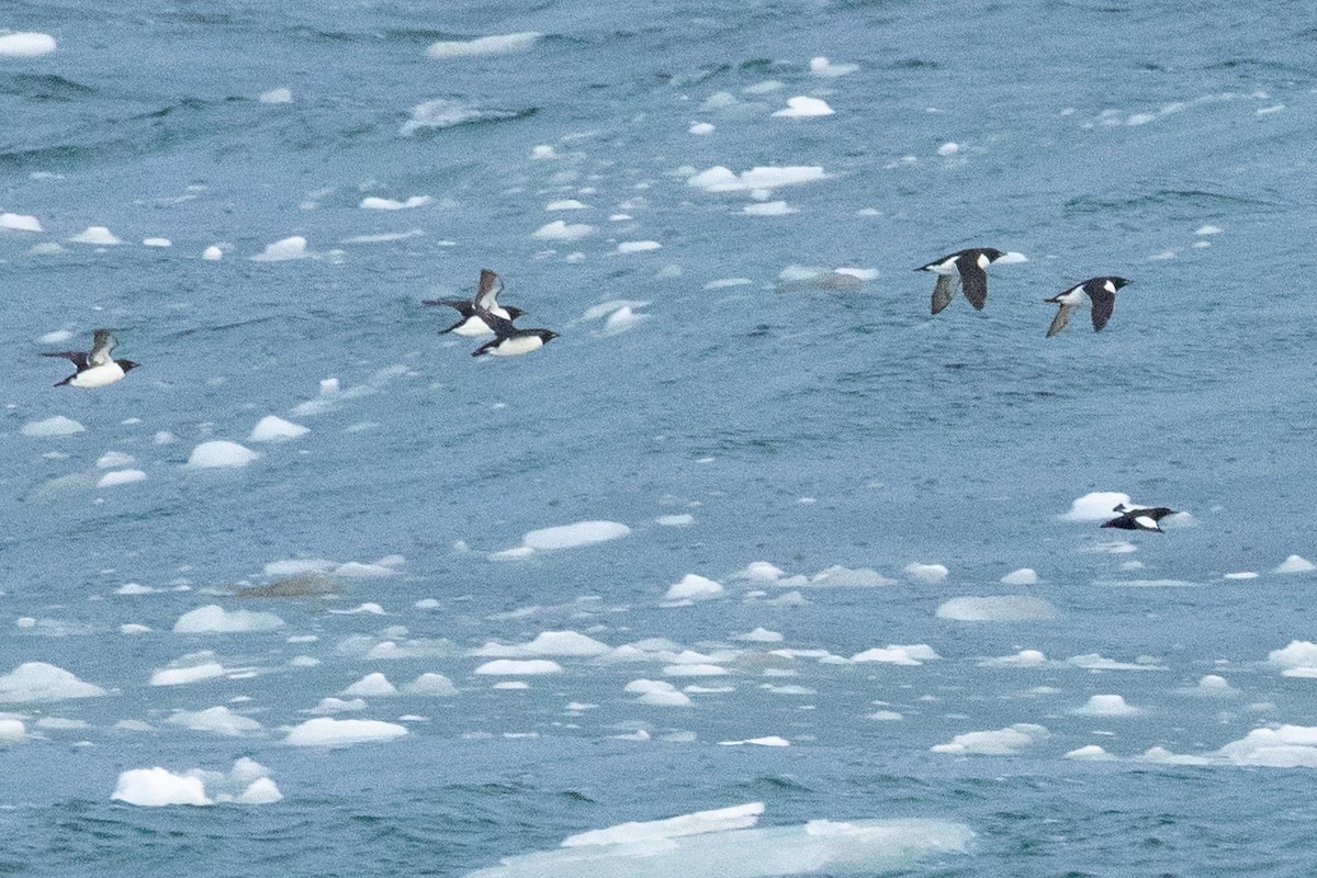 Thick-billed Murre - ML638962420