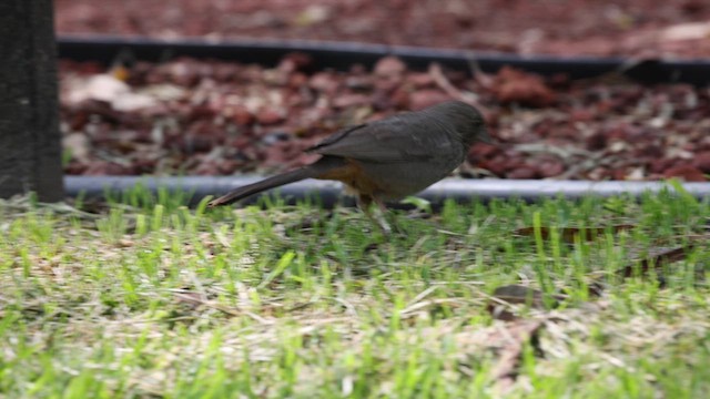 Canyon Towhee - ML638962427