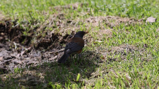 Rufous-backed Robin (Rufous-backed) - ML638962455