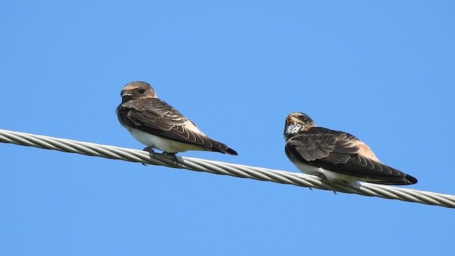 Cliff Swallow - ML638962469