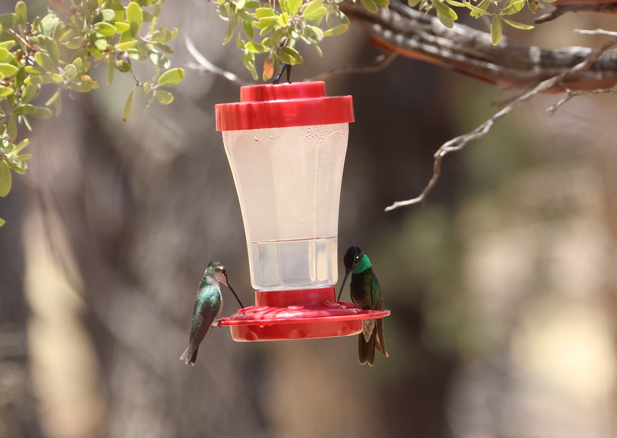 Rivoli's Hummingbird - ML638962472