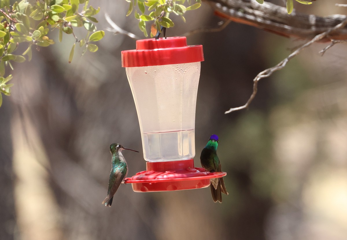 Rivoli's Hummingbird - ML638962473