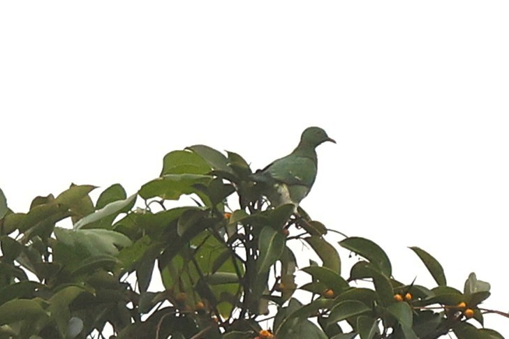 Dwarf Fruit-Dove - ML638962478