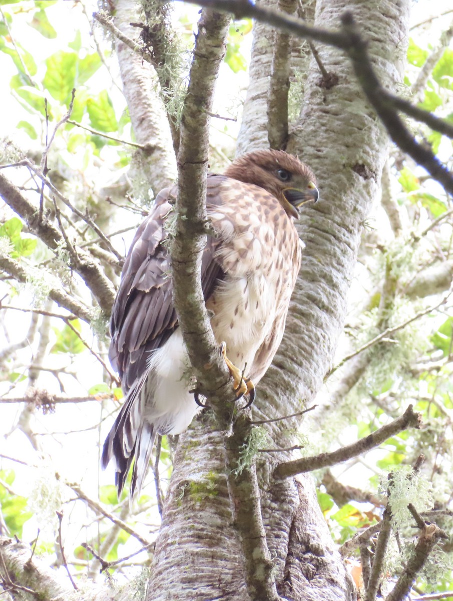 Cooper's Hawk - ML638962479