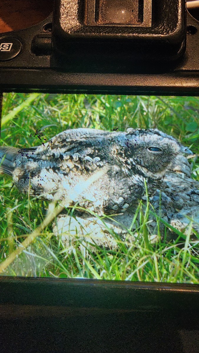 Band-winged Nightjar - ML638962480