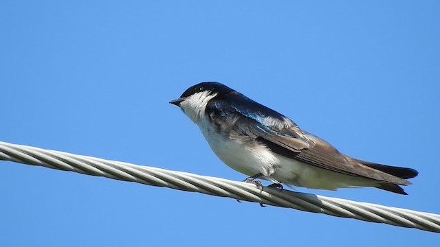 Tree Swallow - ML638962481
