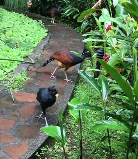 Great Curassow - ML638962487