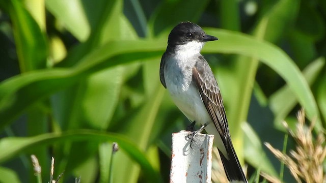 Eastern Kingbird - ML638962509